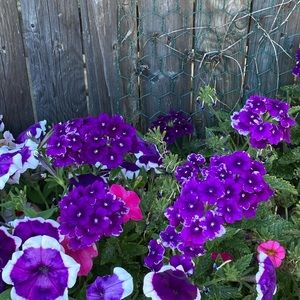 Meet your Posher, Jeannie